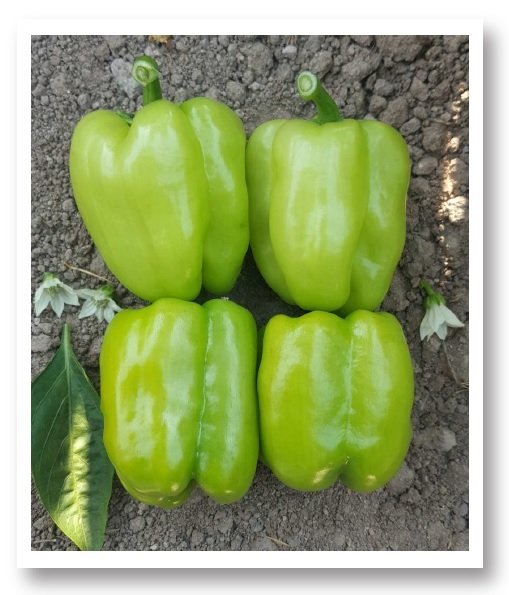 Kandil Dolma Biber Tohumu