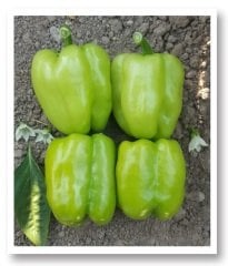 Kandil Dolma Biber Fidesi