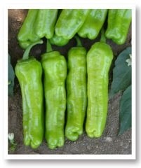 Mazamort Üçburun Biber Tohumu