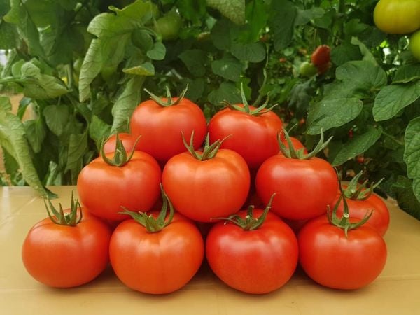 Admin F1 Sırık Domates Fidesi