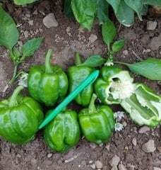 Antep Acı Dolma Biberi Fidesi