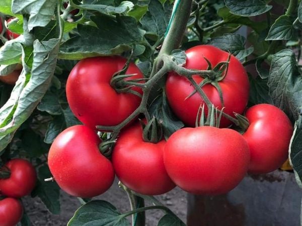 Anıt F1 Sırık Domates Fidesi