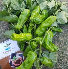Akaltun Acı Urfa Biberi Fidesi