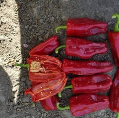 Akaltun Acı Urfa Biberi Fidesi