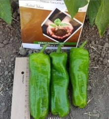 Akaltun Acı Urfa Biberi Fidesi