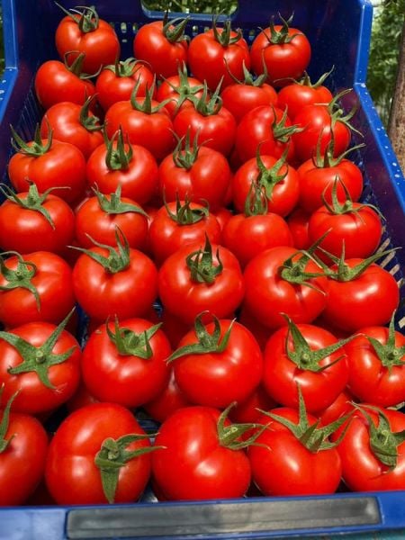 Aşkar F1 Sırık Domates Fidesi