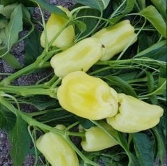 Artun Beyaz Dolma Biber Tohumu