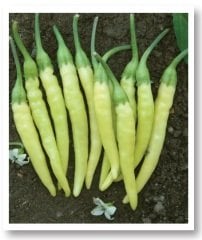 Sarı Stone Cin Biber Tohumu