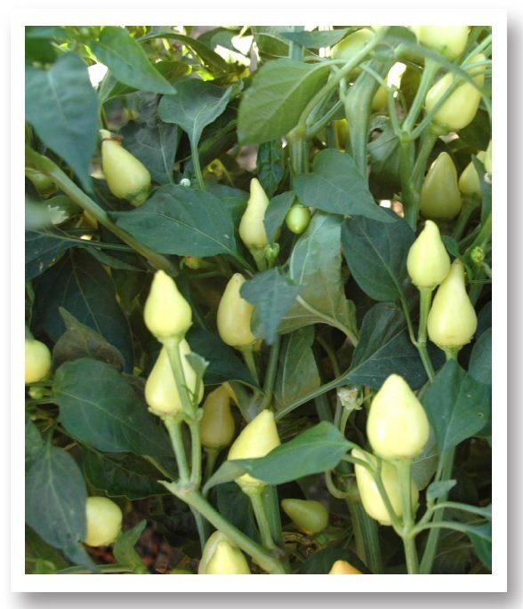 Batem Alpçelik Konik Cin Biber Tohumu