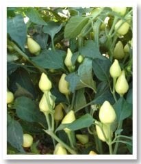 Batem Alpçelik Konik Cin Biber Tohumu