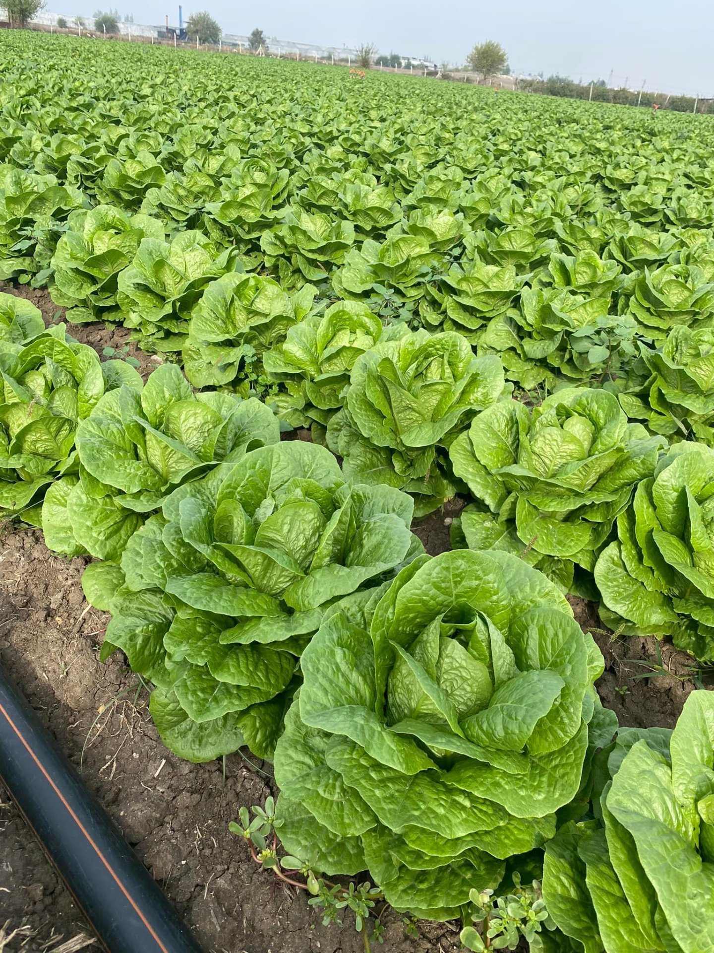 Cospirina Yedikule Marul Fidesi