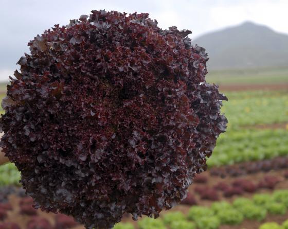 Bacchus Lollo Rossa Marul Fidesi