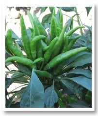 Acıgöz Yukarıbakan Cin Biberi Fidesi