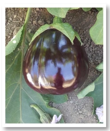 Topan 374 Patlıcan Tohumu