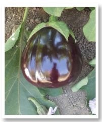 Topan 374 Patlıcan Fidesi