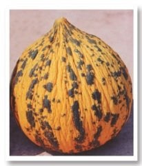 Kırkağaç 637 Kavun Tohumu