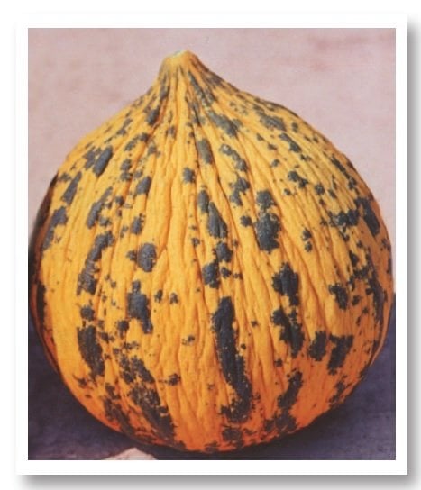 Kırkağaç 637 Kavun Fidesi