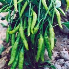 Aşağı Bakan Cin Biber Fidesi