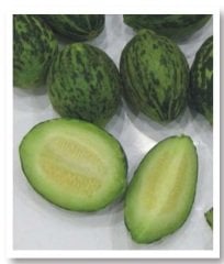 Meriç Turşuluk Kelek Tohumu