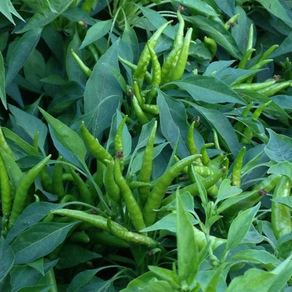 Yukarı Bakan Cin Biber Fidesi