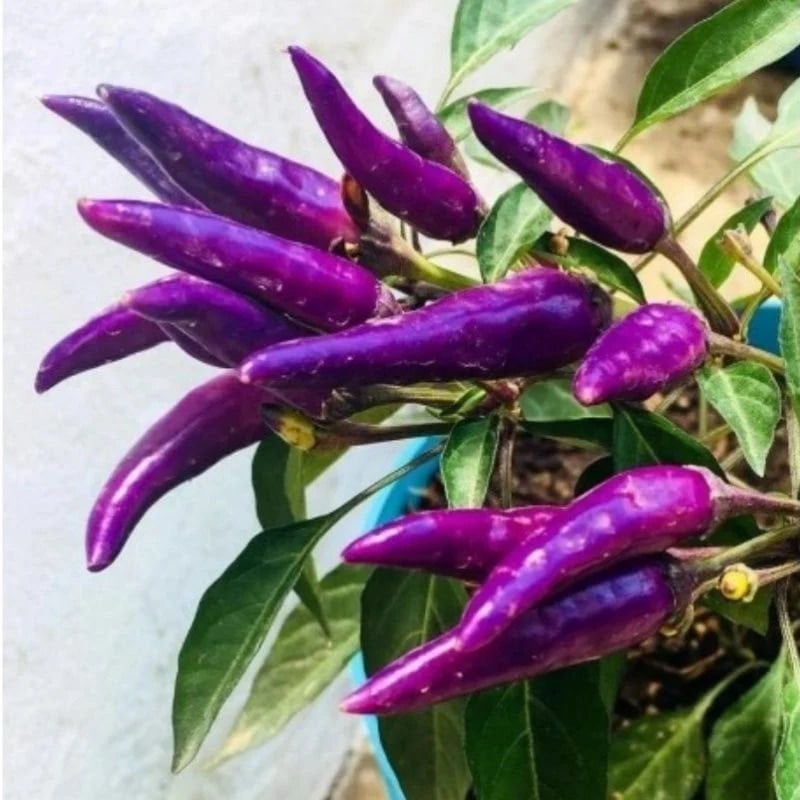 Mor Cin Biber Fidesi