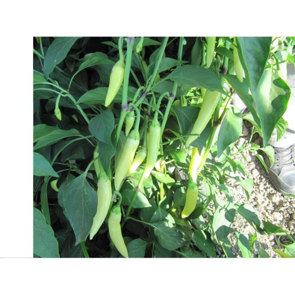 Sarı Stone Cin Biber Fidesi