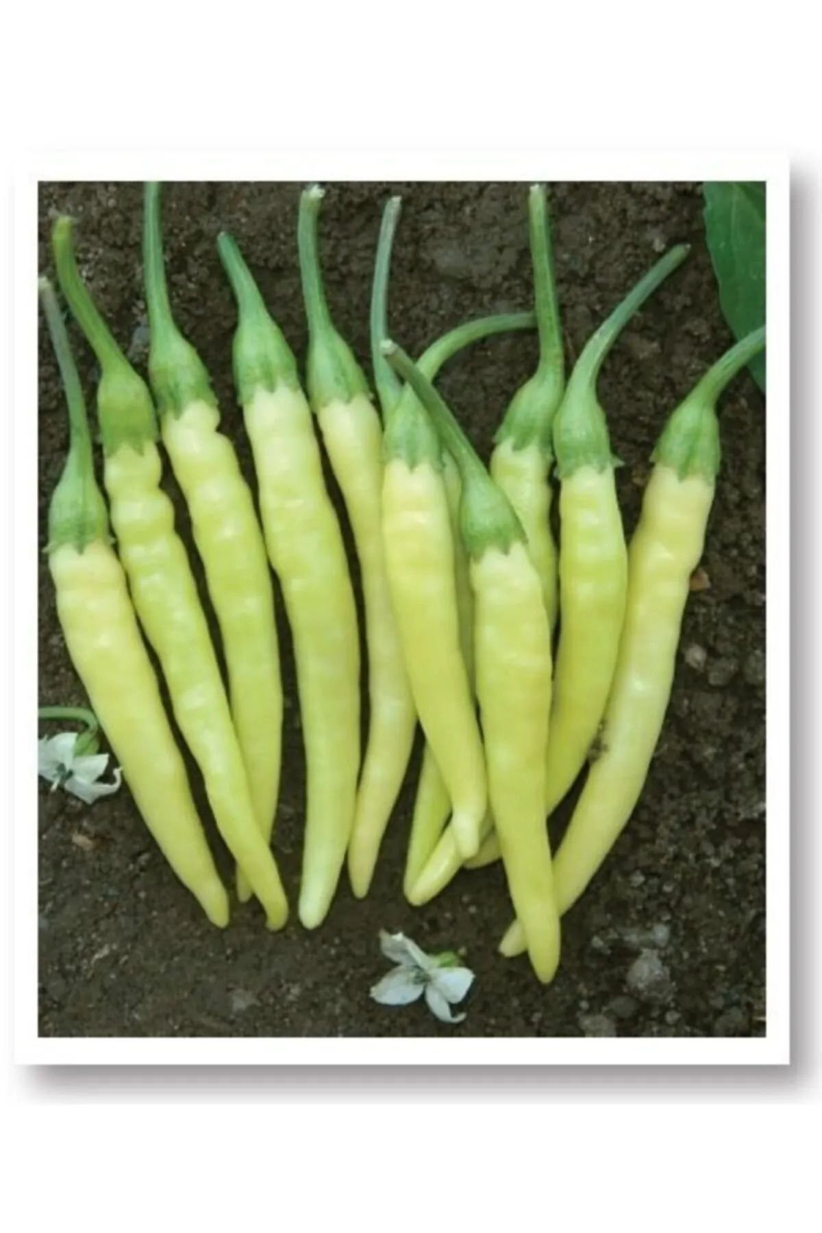 Sarı Stone Cin Biber Fidesi