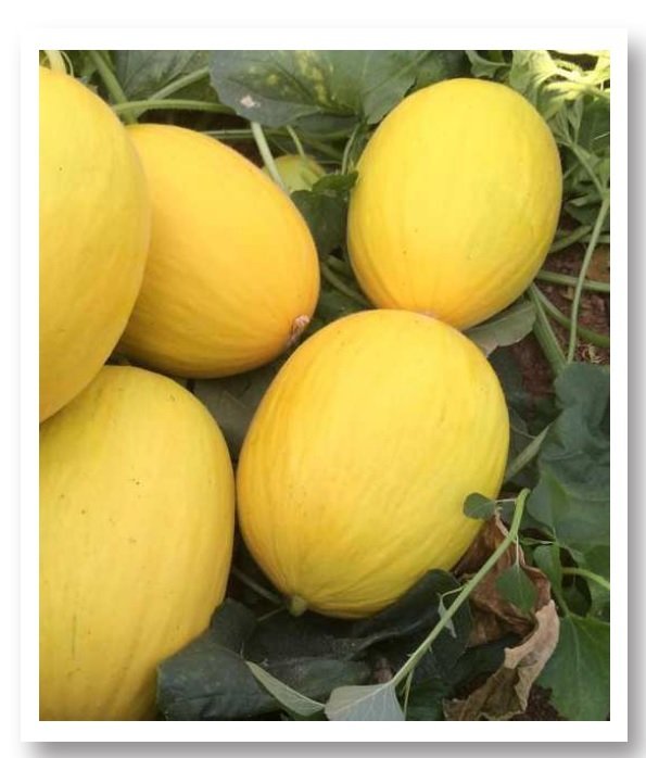 Sarıkaya Kavun Tohumu
