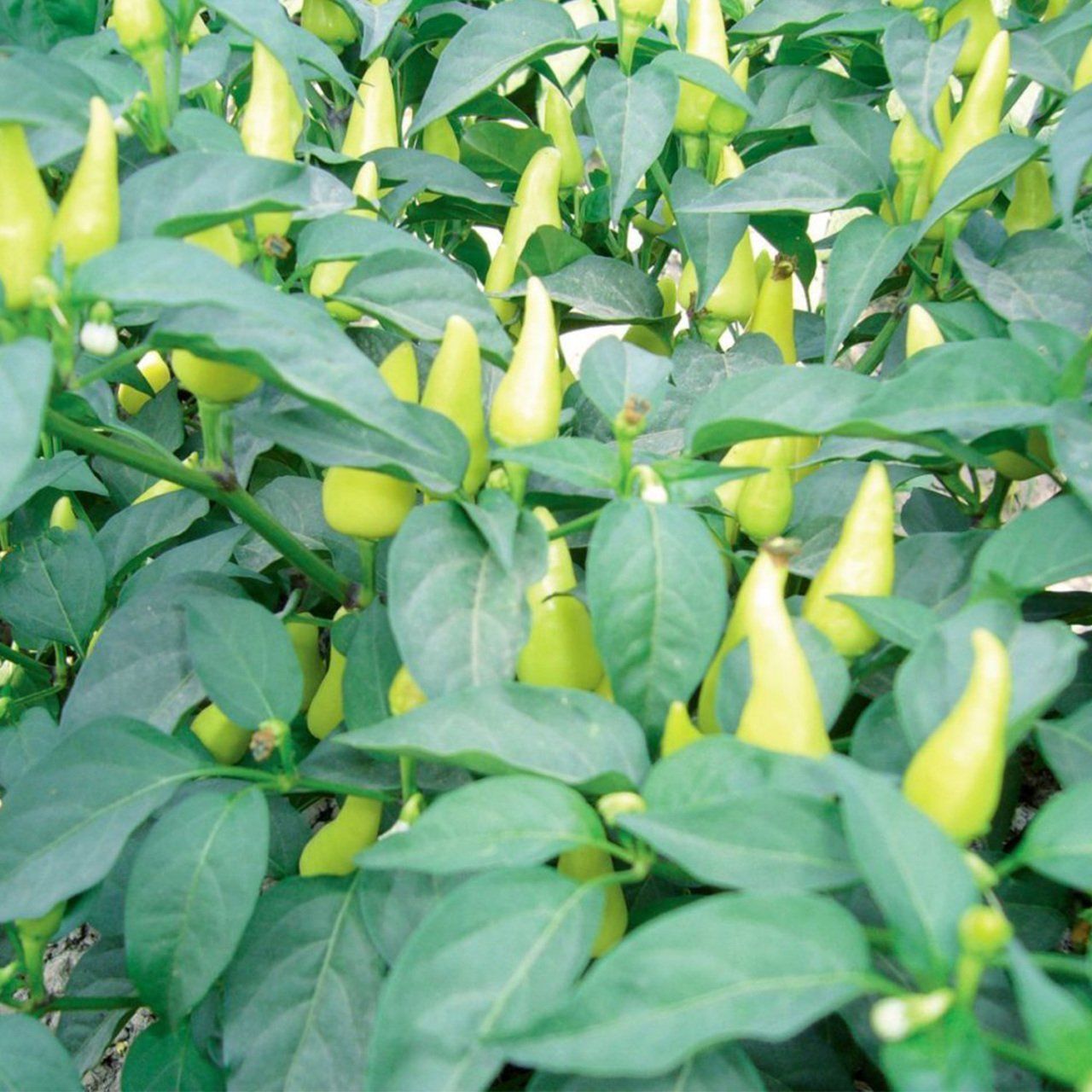 Top Cin Biber Fidesi