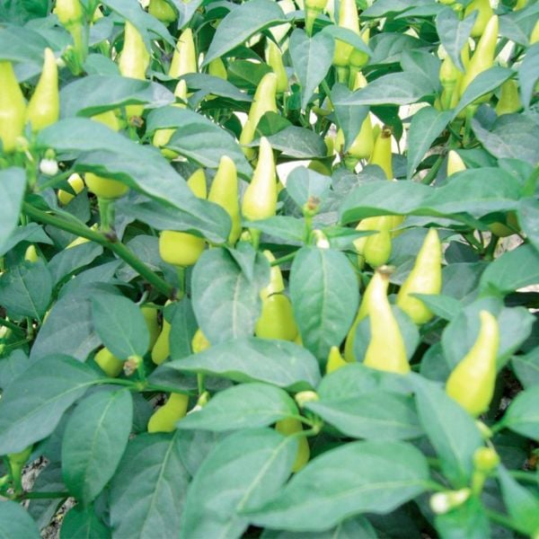 Top Cin Biber Fidesi