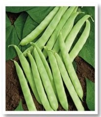 Sultan Oturak Fasülye Tohumu