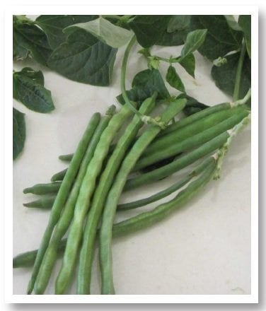 Karagöz Börülce Tohumu