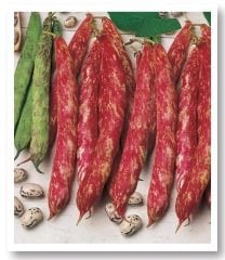 Eda Oturak Barbunya Tohumu