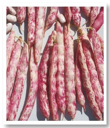 Berra Sırık Barbunya Tohumu