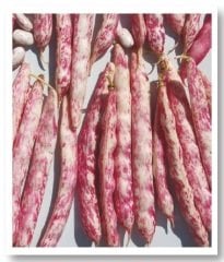 Berra Sırık Barbunya Tohumu