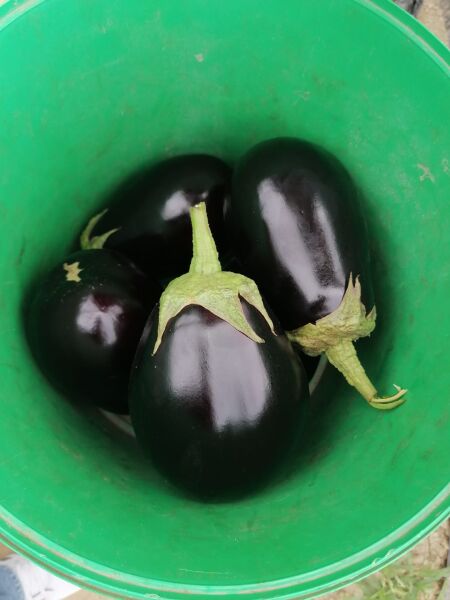 Topan Patlıcan Gülle F1  Fidesi