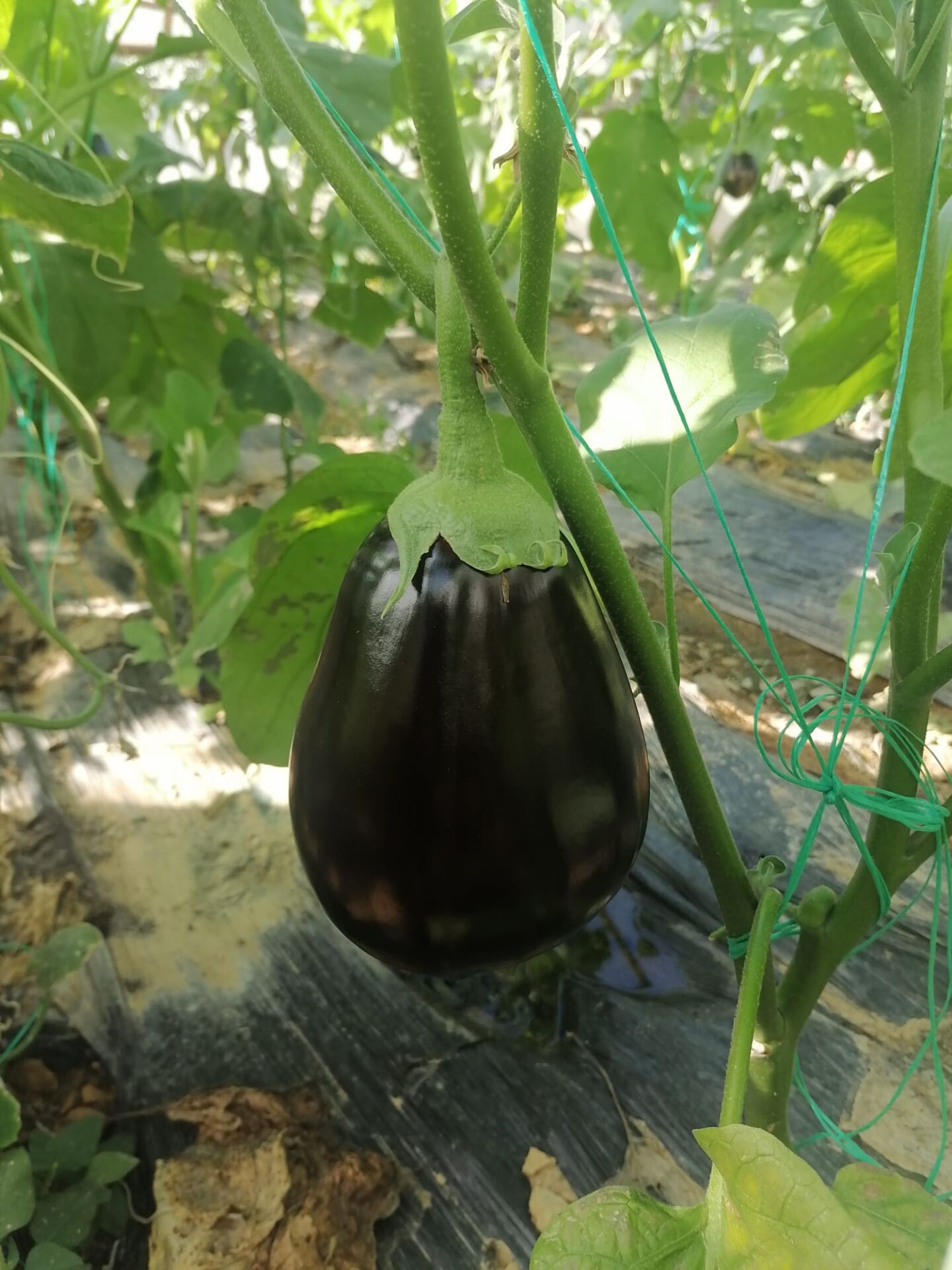 Topan Patlıcan Gülle F1  Fidesi