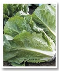 Yedikule 5701 Marul Tohumu