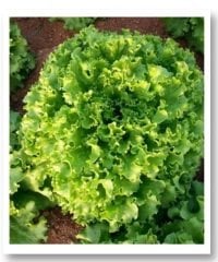 Fusun Kıvırcık Marul Tohumu