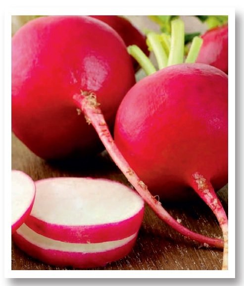 Antep Kırmızı İri Turp Tohumu