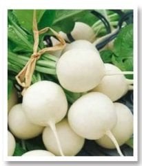 Beyaz İnci Beyaz Turp Tohumu