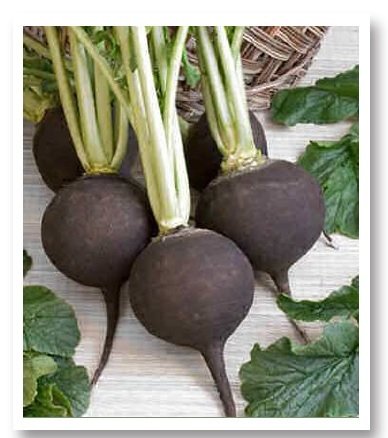 Kara İnci Siyah Turp Tohumu