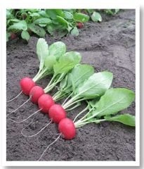 Chery Belle Fındık Turp Tohumu