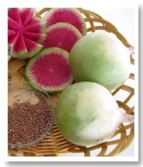 Çelebi Çin Turpu Tohumu