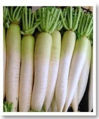 Aksafa  Japon Turpu Tohumu