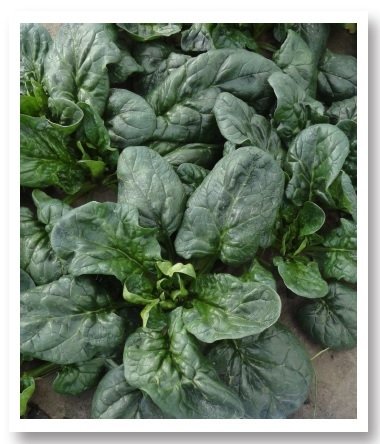 Matador Ispanak Tohumu