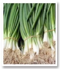 Bostan Yeşil Soğan Tohumu