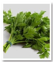 Maydanoz Tohumu