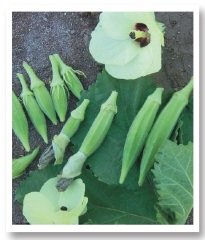 Akköy 41 Sultani Bamya Tohumu