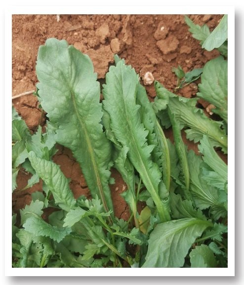 Ömer Geniş Yaprak Tere Tohumu